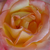 Rumeno - roza - Vrtnica čajevka - Emeraude d'Or